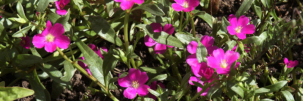 FELTON'S FLOWER Calandrinia feltonii